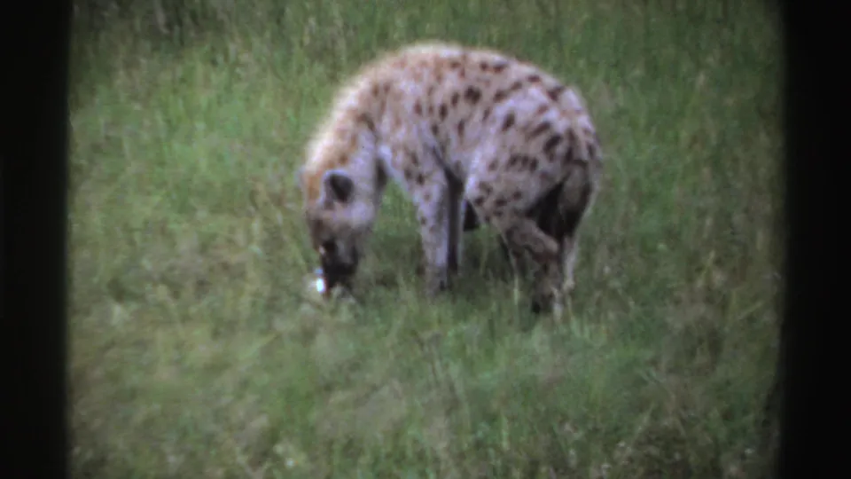 In supplied Nigeria 1969 8mm footage, a spotted hyena remains bent over in tall grass, focused on the ground below.
