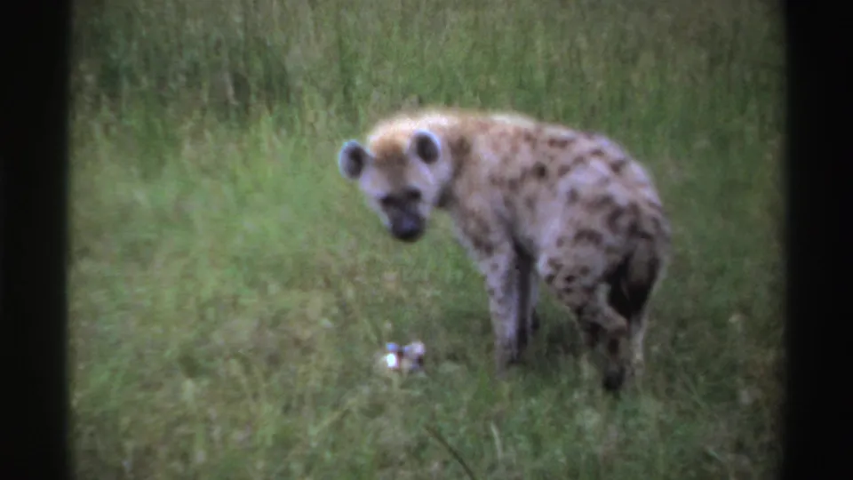 In supplied Nigeria 1969 8mm footage, a spotted hyena turns its face toward the camera while standing beside a small pale object in grass.