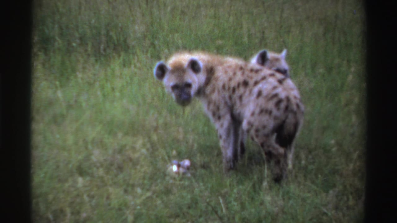 Spotted hyena standing in green grass with dark film borders visible.