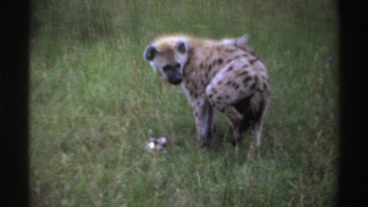 Spotted hyena turns its body in tall grass, with the soft grain and color of 1969 8mm home-movie footage.