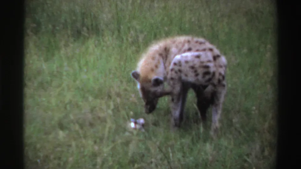 Hyena bends down in a grassy Nigerian field, nearing a small pale object on the ground in 1969 8mm footage.