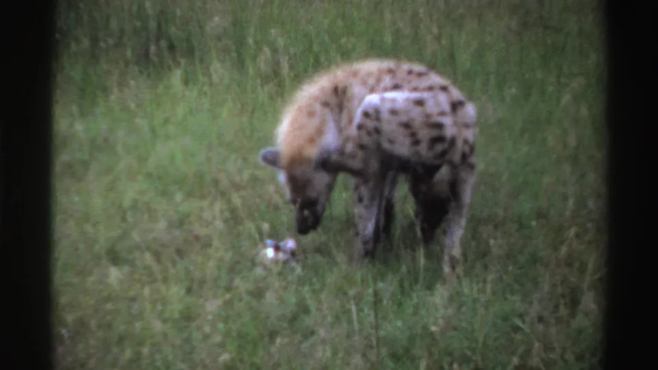 Spotted hyena investigates the grass near a small pale object, captured in soft 8mm color footage from metadata-identified Nigeria, 1969.