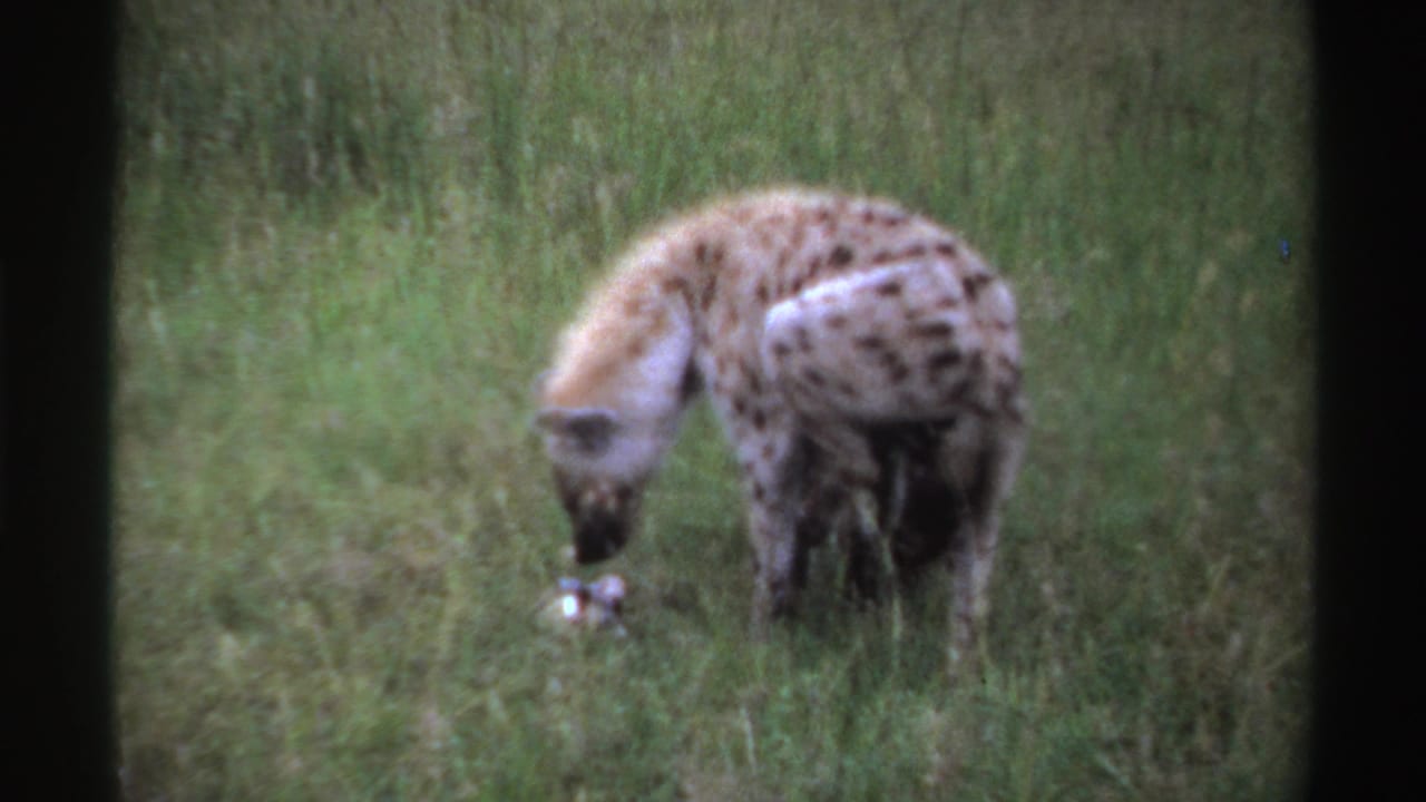 A spotted hyena lowers its head toward a pale object in tall grass.