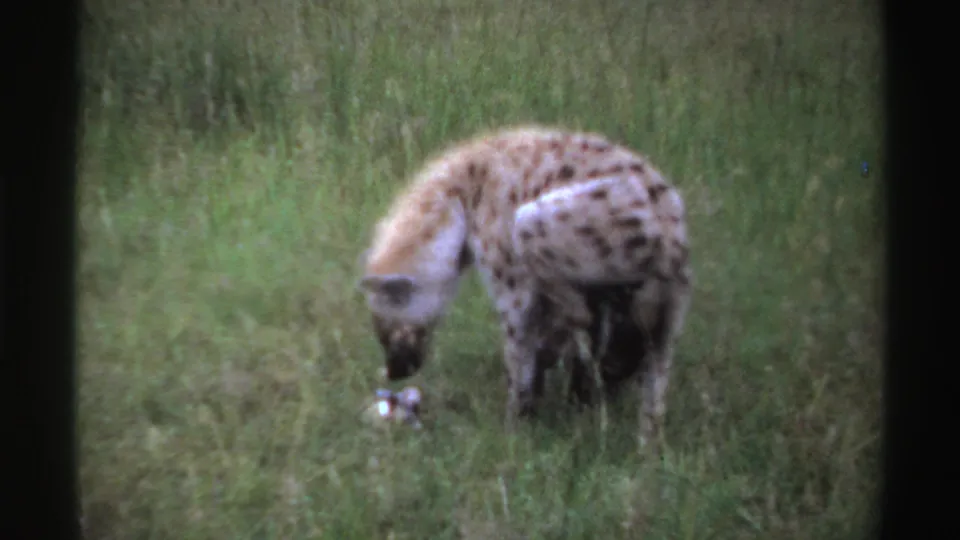 A spotted hyena in 1969 Nigeria lowers its head while foraging near a small pale object in green grass.