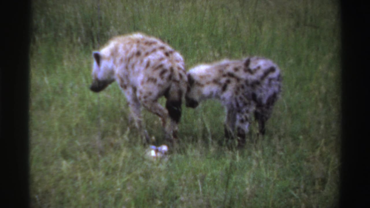 Two spotted hyenas in Nigeria stand in tall grass, one facing down toward a pale object on the ground.