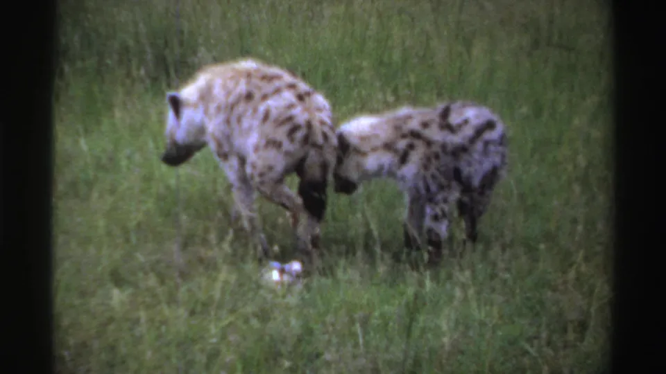 Two spotted hyenas in Nigeria stand in tall grass, one facing down toward a pale object on the ground.