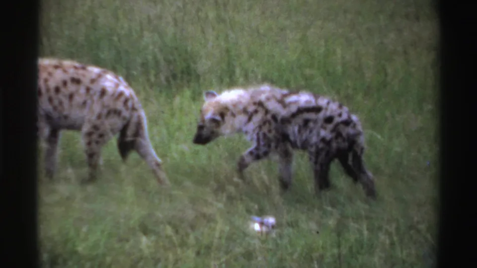 Two spotted hyenas move through tall green grass in archival 8mm footage from Nigeria, with one animal partly cropped at left.