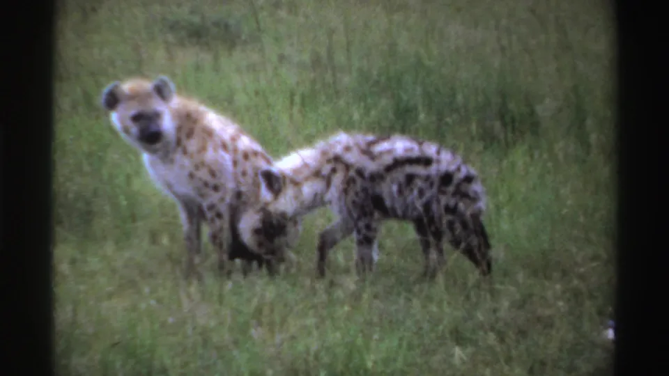 Two spotted hyenas stand close in tall grass in Nigeria, one looking toward the camera while the other faces away.