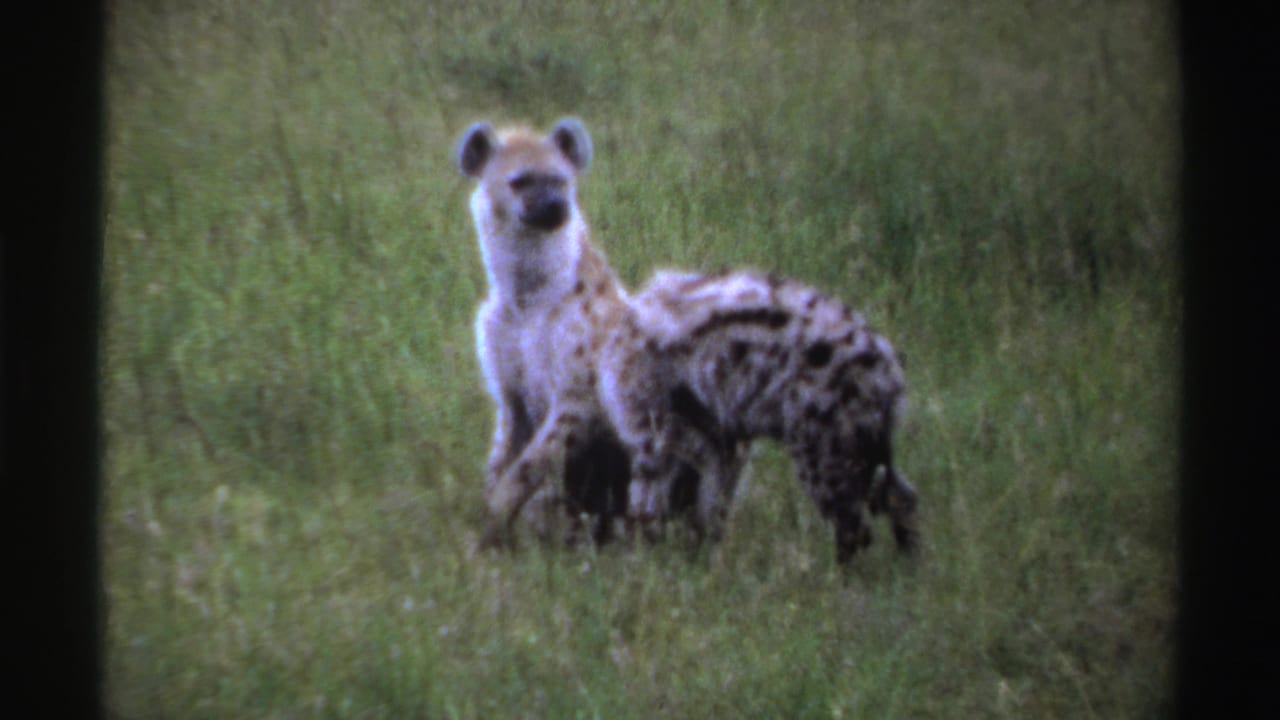 Two hyena cubs in green grass, one standing upright while the other lowers its head.