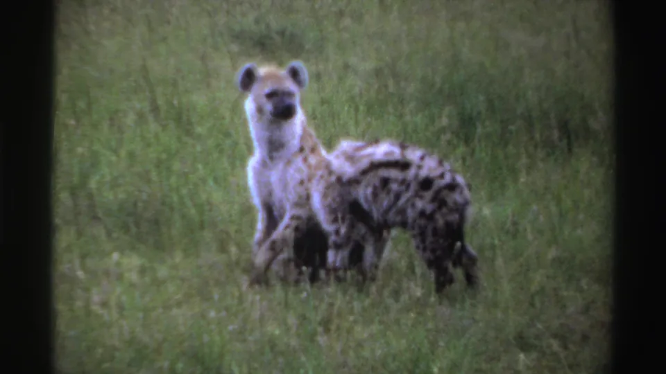 1969 8mm footage from Nigeria showing two hyena cubs close together in a grassy field, one alert and one bent down.