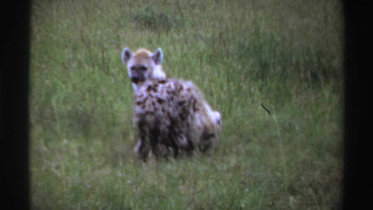 A hyena cub faces the camera in Nigerian grassland footage while a second cub bends down in front of it.