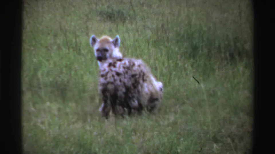A hyena cub faces the camera in Nigerian grassland footage while a second cub bends down in front of it.