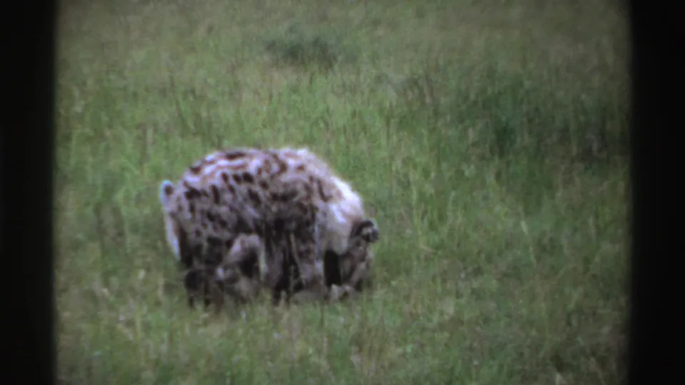 The two hyena cubs appear low to the ground in a grassy Nigerian field, partly obscured by vegetation.