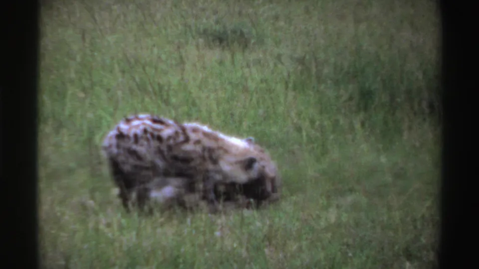 A hyena cub moves across the grassy field in 1969 Nigerian 8mm footage, with another cub faintly visible nearby.