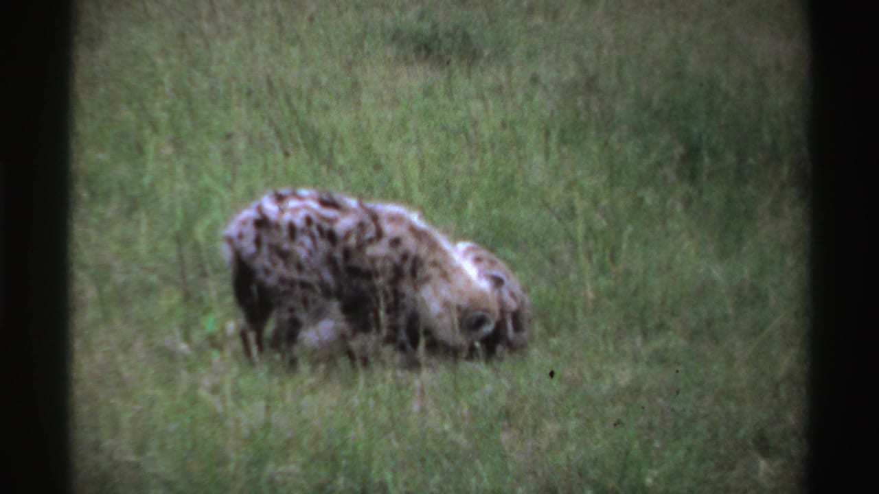 Two spotted hyenas in tall grass, one standing or bending over the other.