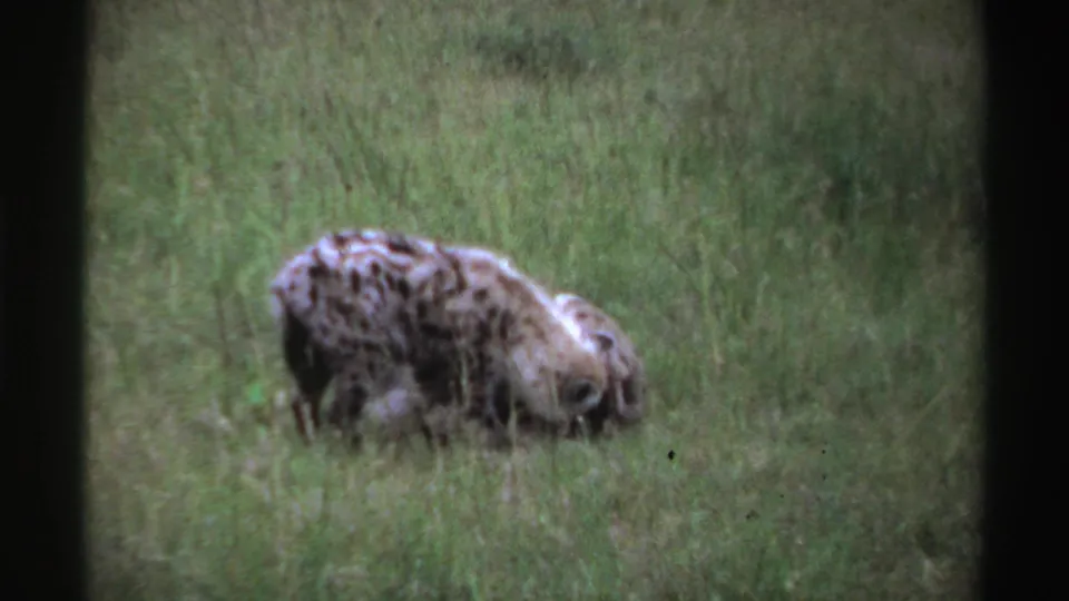 1969 Nigeria 8mm frame showing two spotted hyenas in tall green grass, with one animal leaning over another.