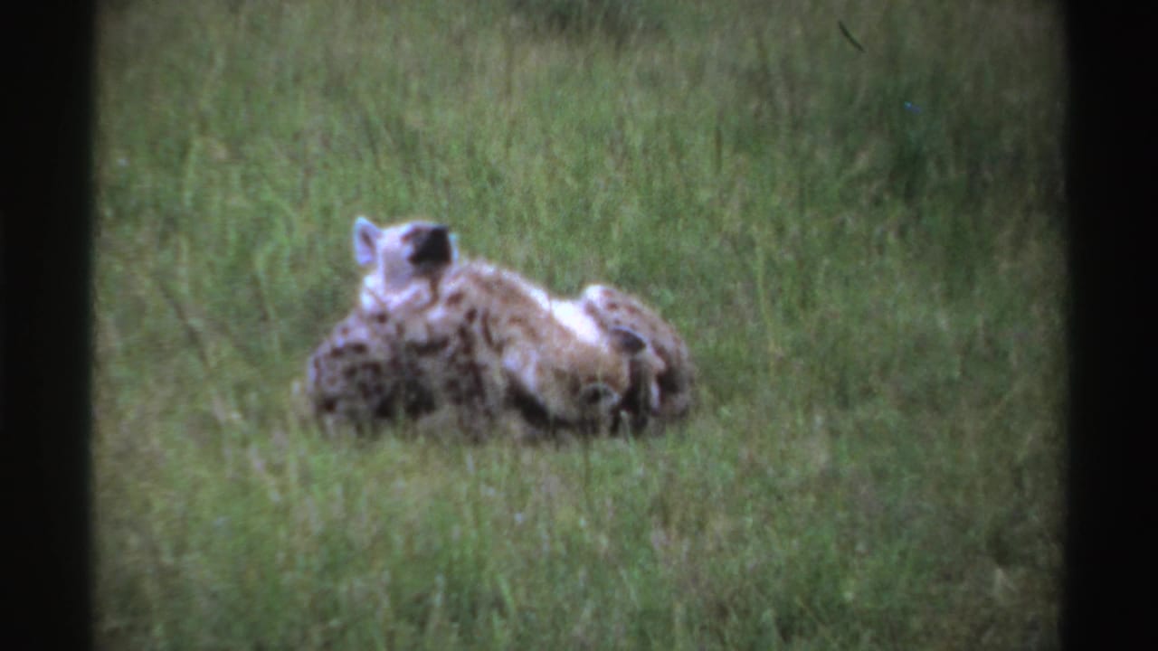 Two hyenas lying close together in grass, one with its head raised.