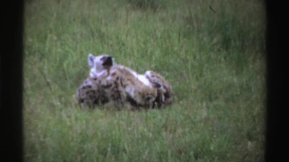 1969 Nigeria 8mm frame of two spotted hyenas resting in grass, with one animal facing partly toward camera.