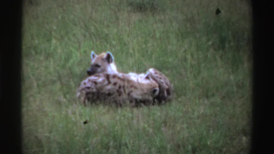 1969 Nigeria 8mm frame showing two spotted hyenas lying close together in a grassy bush habitat.