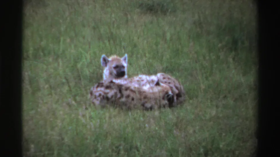 1969 Nigeria 8mm frame of a hyena looking up as another rests beside it in tall grass.