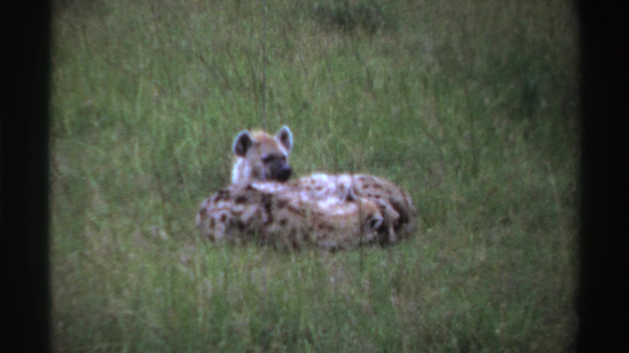 Two spotted hyenas resting together in tall green grass.
