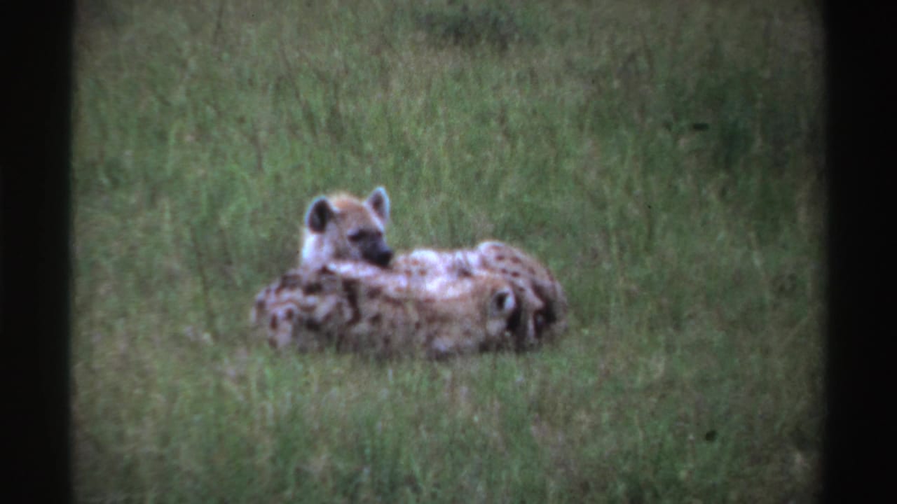 Two hyenas lying in grass, with one animal facing forward.