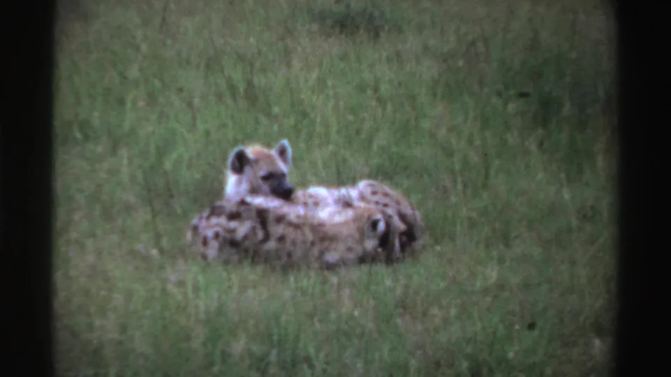 Two spotted hyenas remain low in tall grass, one facing toward the camera in the 1969 Nigeria archival footage.