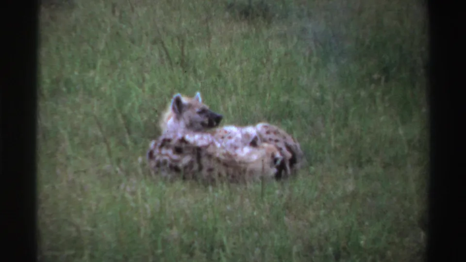 A spotted hyena lies side-on in tall grass, with another animal mostly obscured, in the Nigeria 1969 8mm wildlife clip.