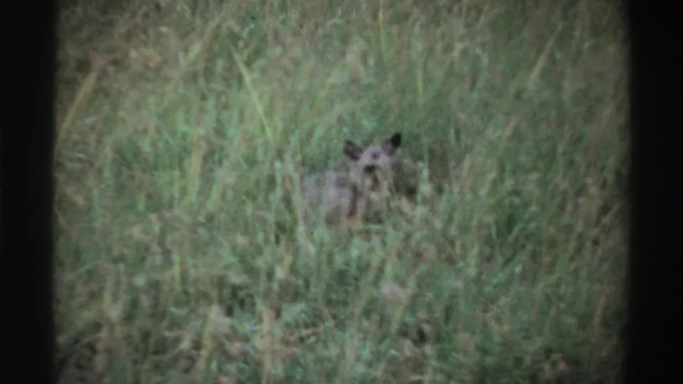 A spotted hyena appears partly hidden among tall green grass in the supplied 1969 Nigeria home-movie frame.