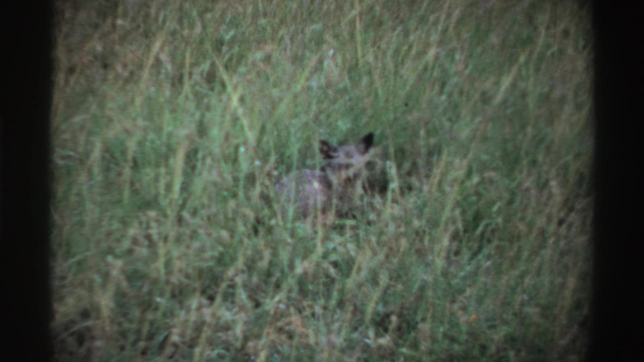 Small canid-like animal partly hidden in tall grass.