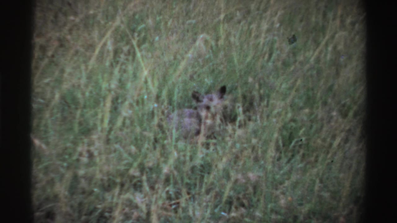 Animal's head and ears visible through tall grass.