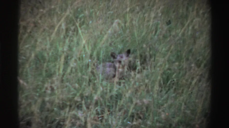 The animal remains mostly concealed in the grass, with its head and ears visible in the 1969 Nigeria 8mm footage.