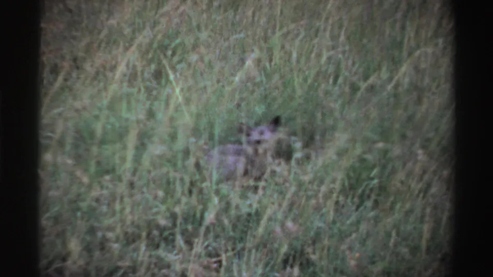 A small canid-like animal appears low in dense grass, softened by grain and motion in the archival 8mm frame.