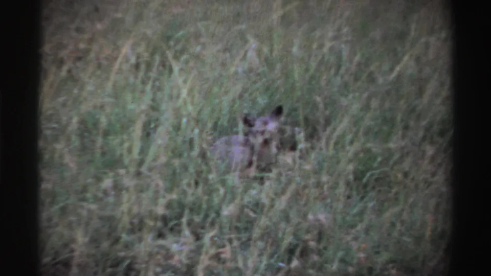 In the final frame, the canid-like animal looks out through tall grass, with only the upper body clearly suggested.