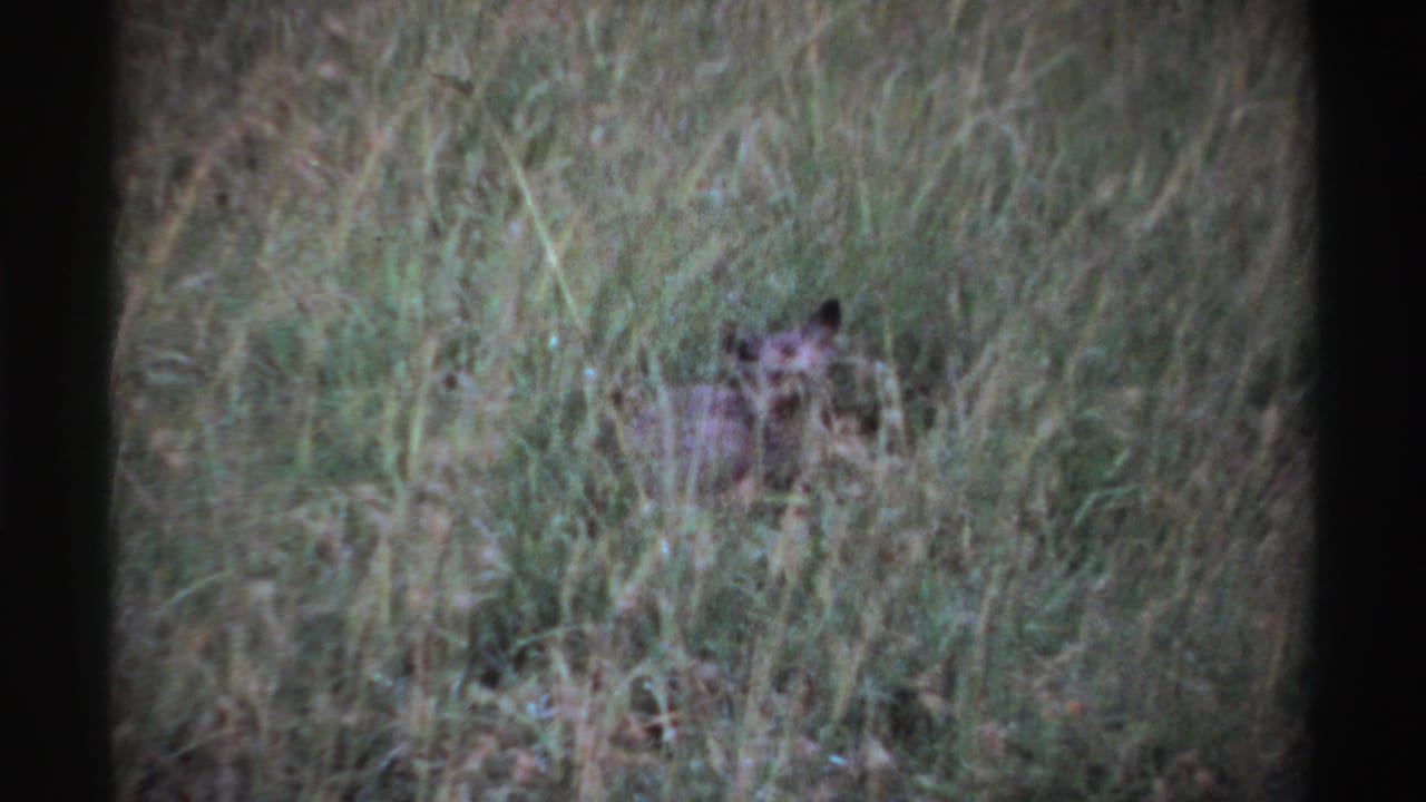 Hyena partly hidden in tall grass, seen through a soft 8mm frame.