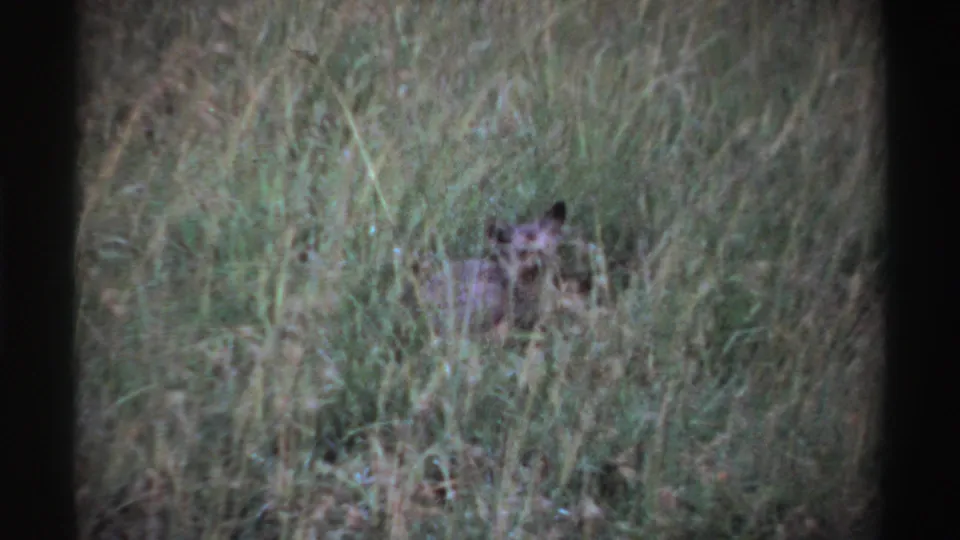 A hyena peers from tall grass in archival 1969 Nigeria home-movie footage, with dark film borders and soft focus.