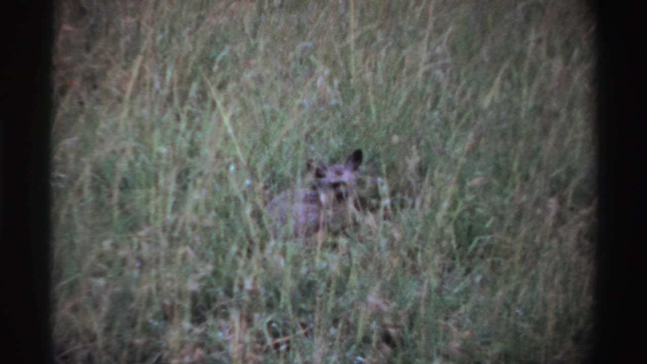 The hyena remains low in tall grass in a 1969 Nigeria 8mm frame, facing the camera amid muted vegetation.