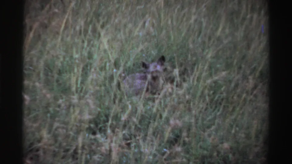 A low, partially obscured hyena is visible in tall grass in this archival home-movie frame from Nigeria in 1969.