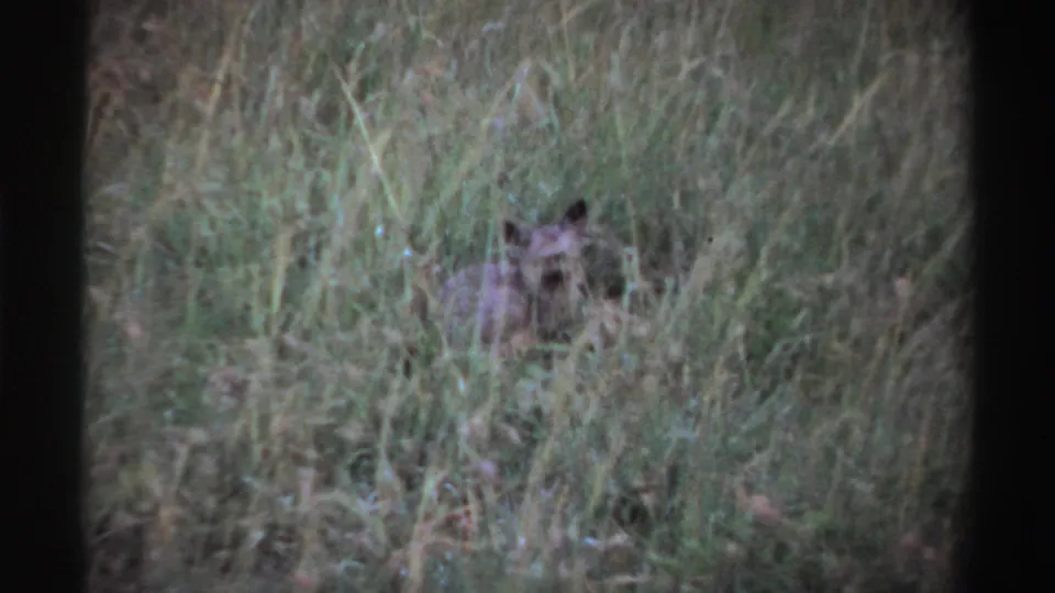 The hyena looks toward the camera from tall grass, captured in soft, grainy 8mm footage from 1969 Nigeria.