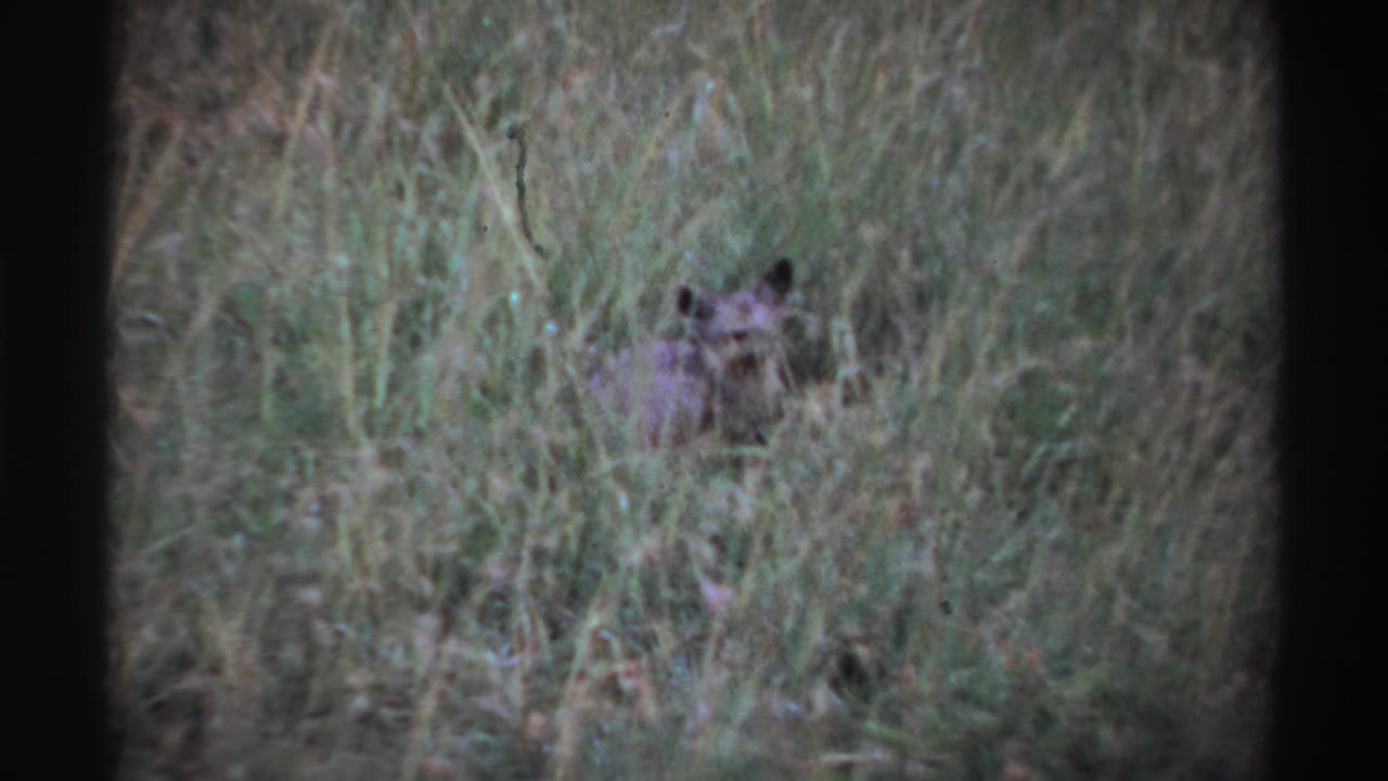 Small alert animal partly hidden in tall grass with film borders visible.