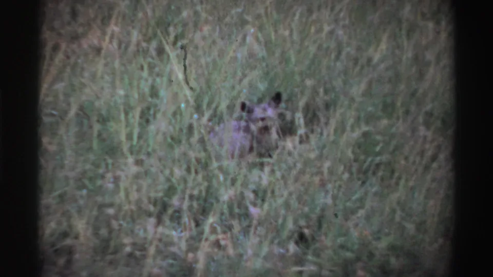 1969 Nigeria 8mm frame showing a small alert animal with upright ears lying low among tall grass.