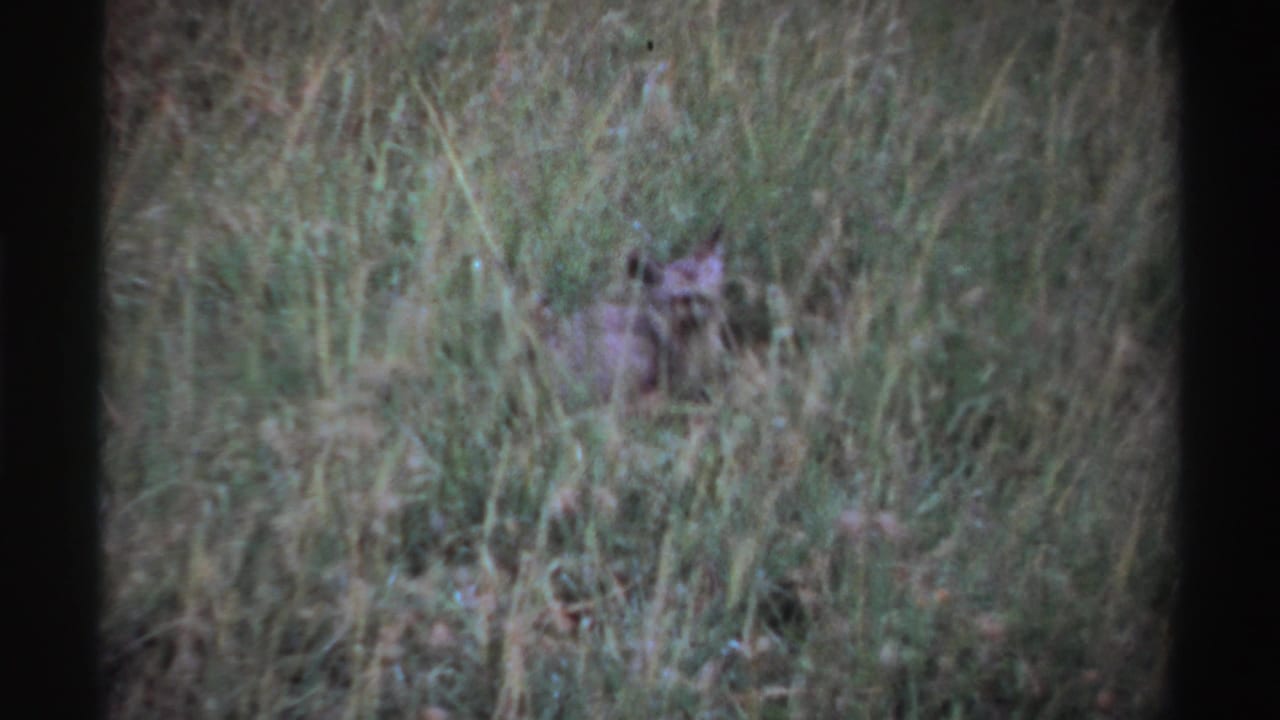Small animal peering through tall grass in a soft 8mm frame.
