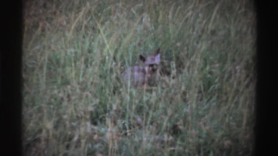 1969 Nigeria 8mm frame showing the animal still lying in tall grass, with soft focus and visible film texture.