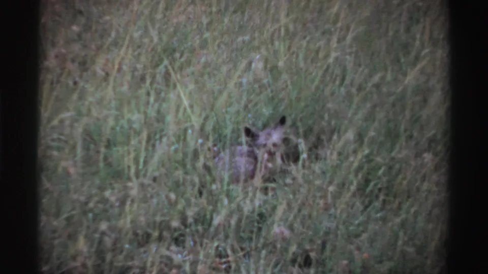 1969 Nigeria 8mm frame showing a small alert animal in tall grass near the end of the short clip.