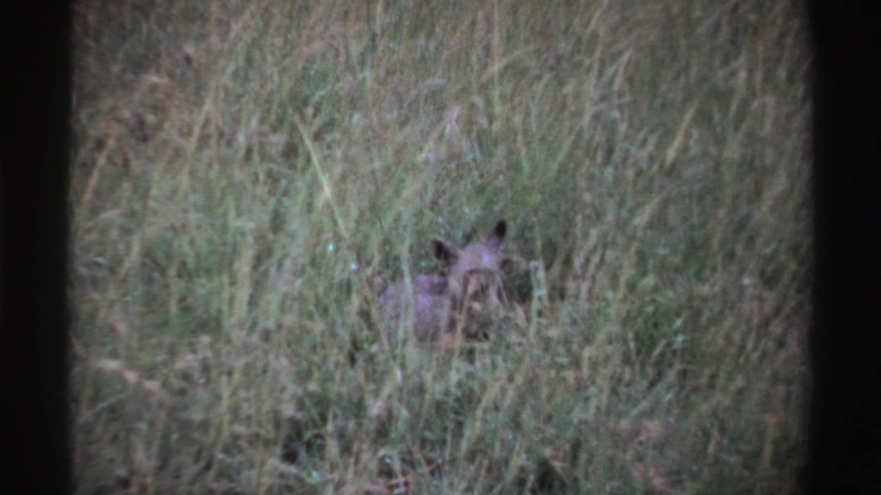 Hyena partly hidden in tall grass, framed by dark 8mm film edges.