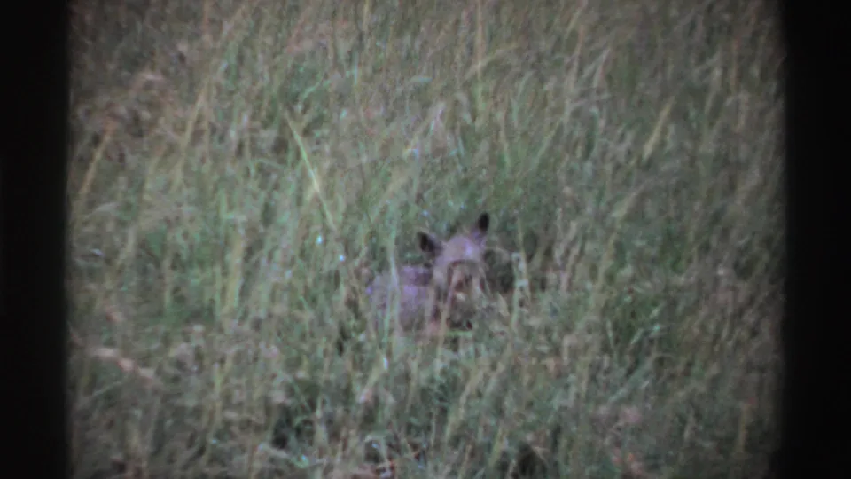 1969 Nigeria 8mm frame showing a hyena or similar animal partly concealed in tall grass.