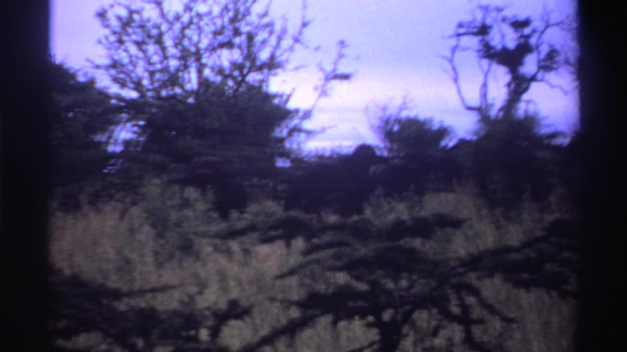 Tall grass and scattered trees under a pale sky, with dark brush in the foreground.