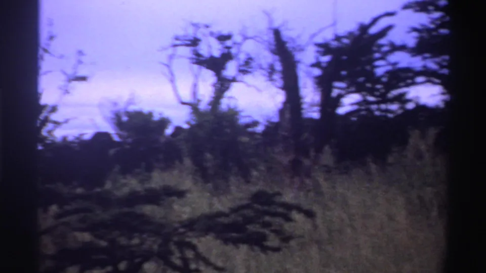 1969 Nigeria 8mm frame of brush, grass, and bare tree silhouettes in a softly focused wildlife landscape.
