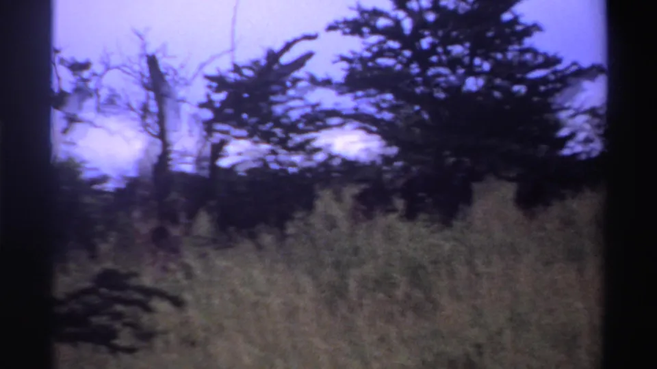 1969 Nigeria 8mm frame showing tall grass, trees, and brush in a faded home-movie landscape.