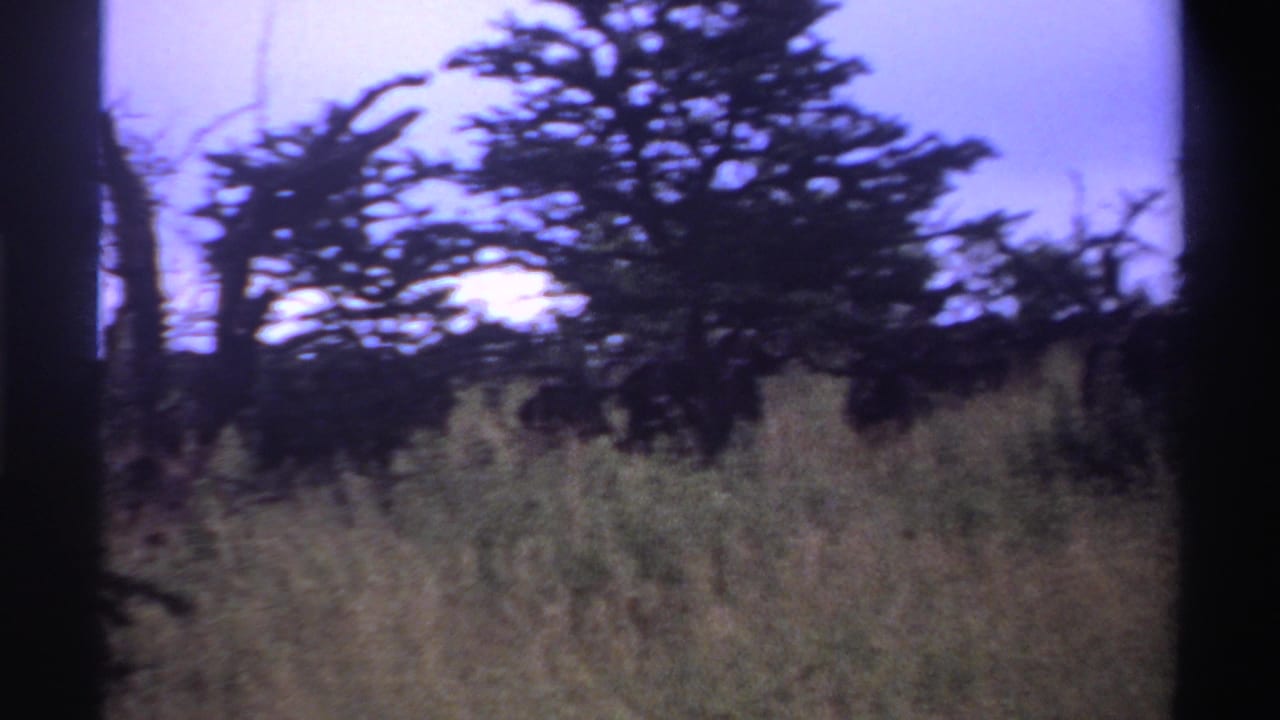 Tall grasses and dark tree silhouettes beneath a pale sky.